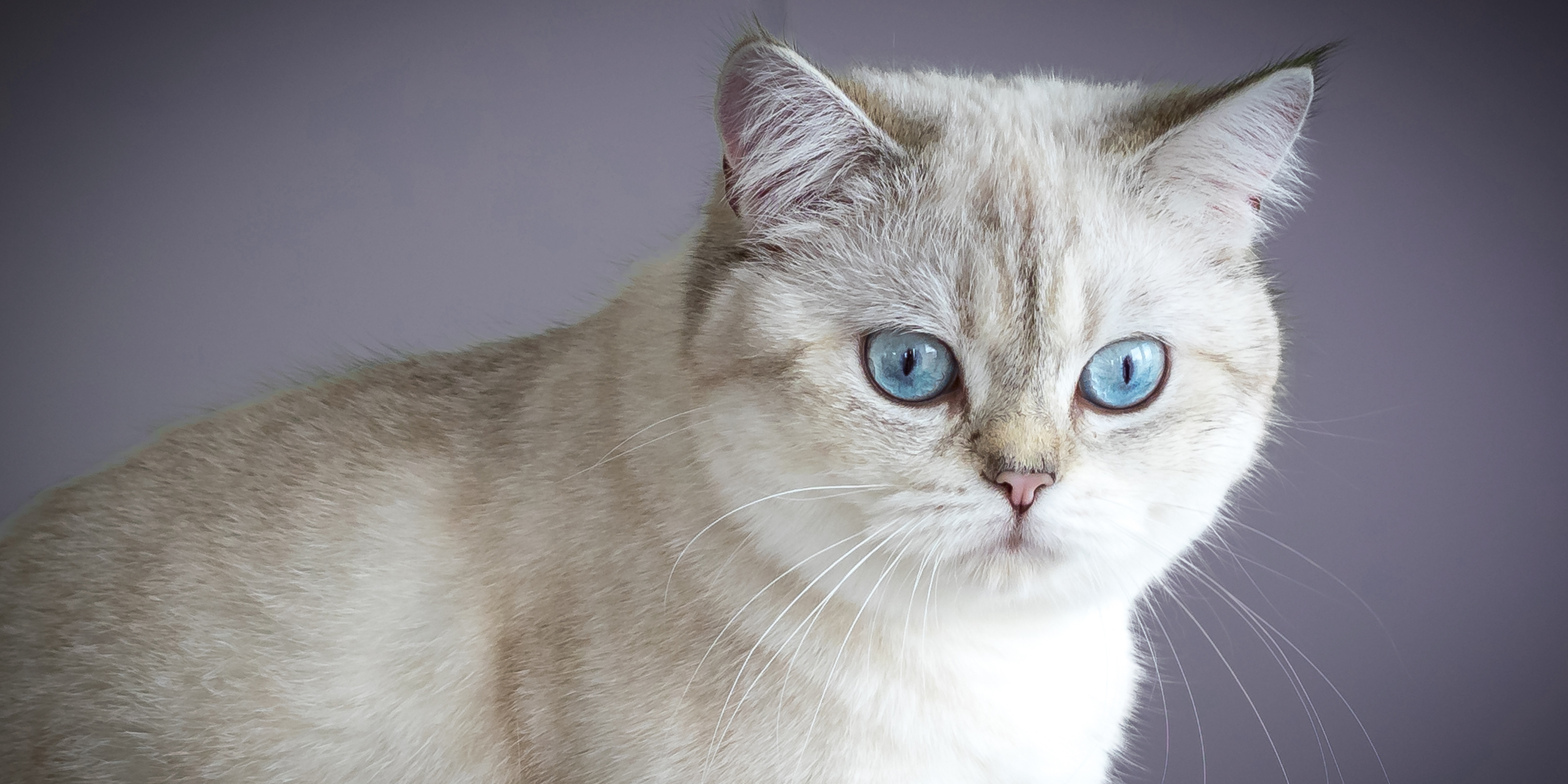 Bonsai Kitten > Home